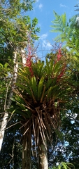 Vriesea philippocoburgi