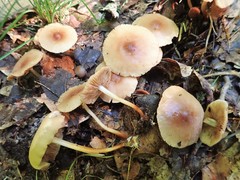 Marasmius cohaerens