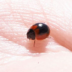 Exochomus subrotundus