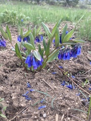 Mertensia longiflora