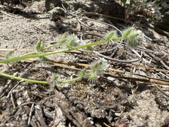 Cryptantha hispidissima