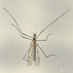 Symplecta