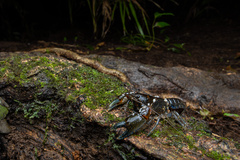 Euastacus urospinosus