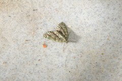 Chloroclysta siterata