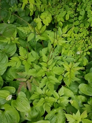 Osmorhiza purpurea
