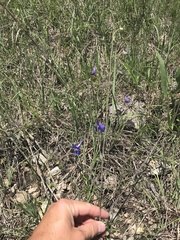 Delphinium treleasei