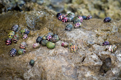 Nerita versicolor