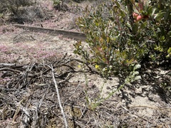 Cryptantha hispidissima