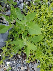 Atriplex gmelinii