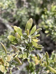 Grayia spinosa