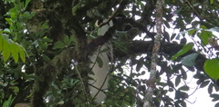 Colobus caudatus