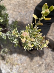 Grayia spinosa