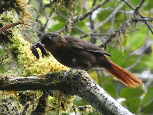 Trepamusgos Pechirrayado (Thripadectes rufobrunneus)