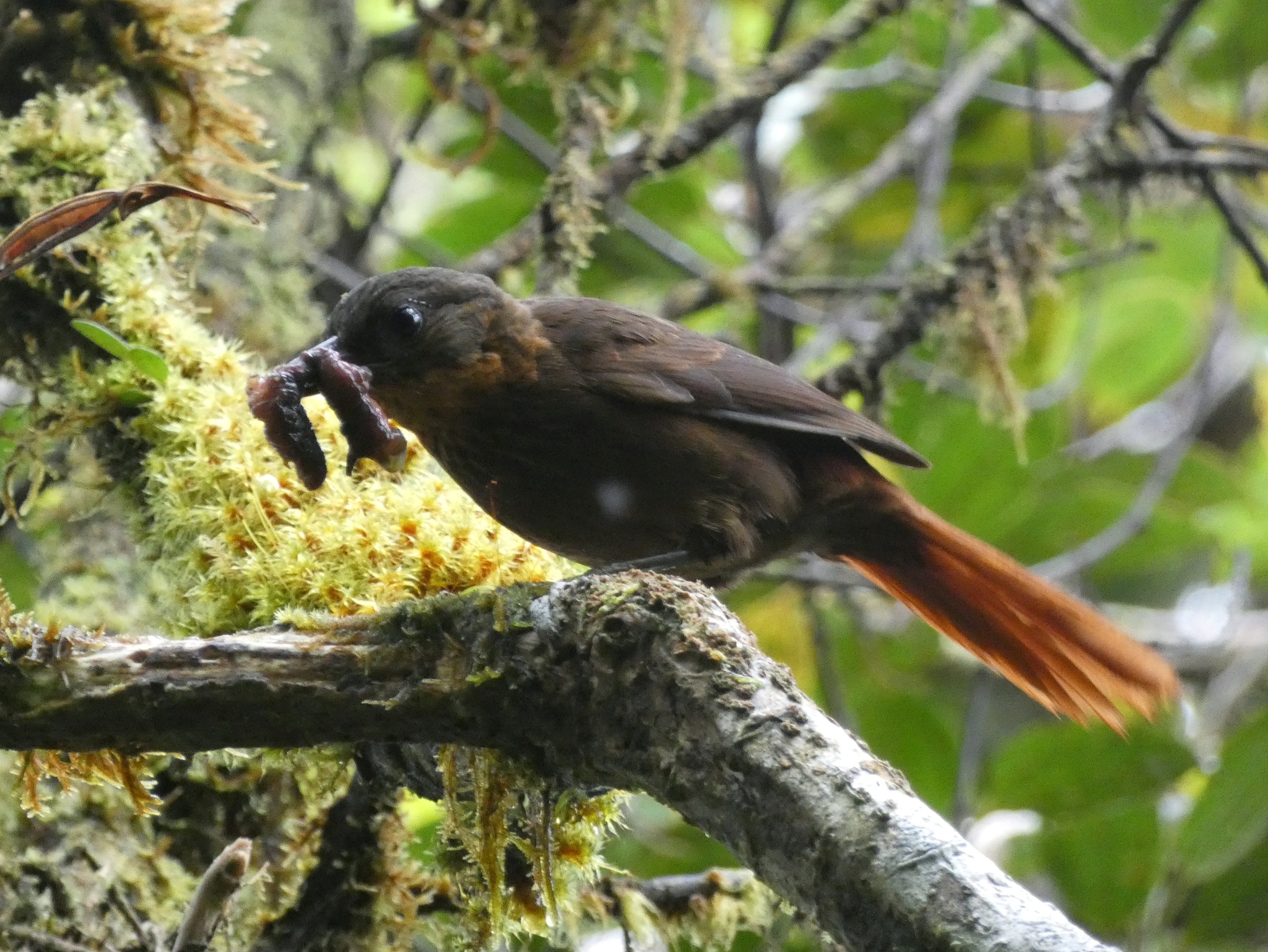 Streak-breasted Treehunter (Thripadectes rufobrunneus)