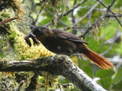Thripadectes