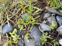 Spergularia canadensis
