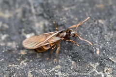 Nylanderia flavipes