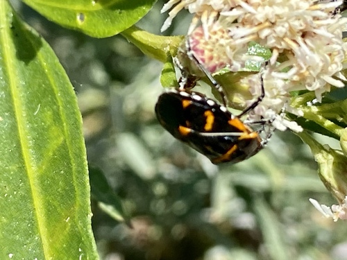 iNaturalist observation photo of Harlequin Bug