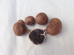 Scleroderma arenicola