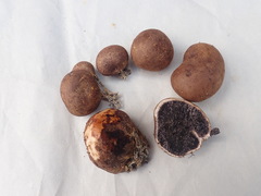 Scleroderma arenicola