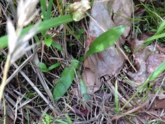 Spiranthes lucida