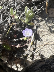Phacelia douglasii