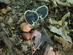 Scleroderma arenicola