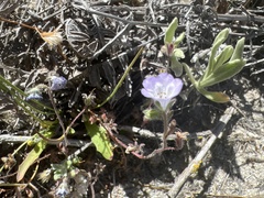 Phacelia douglasii