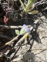 Phacelia douglasii
