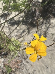Erysimum teretifolium