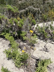 Erysimum teretifolium