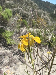 Erysimum teretifolium