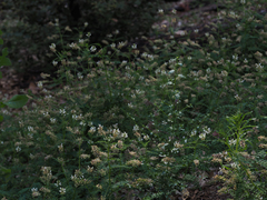 Astragalus agnicidus