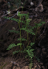 Astragalus agnicidus