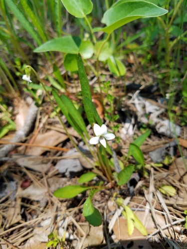 Viola vittata, photograph 6