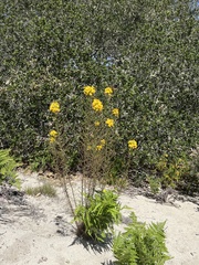 Erysimum teretifolium