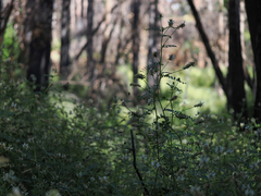 Astragalus agnicidus