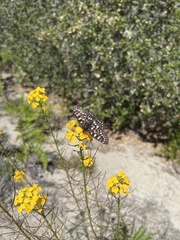 Erysimum teretifolium