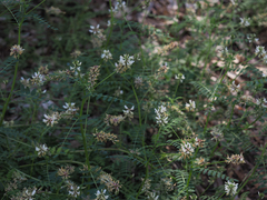 Astragalus agnicidus