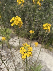 Erysimum teretifolium
