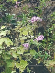 Pericallis aurita image