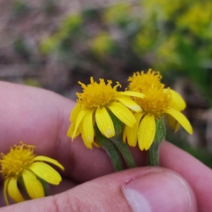 Tephroseris kirilowii