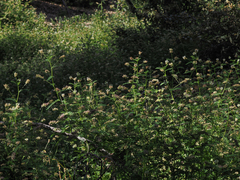 Astragalus agnicidus