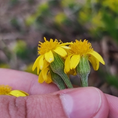 Tephroseris kirilowii