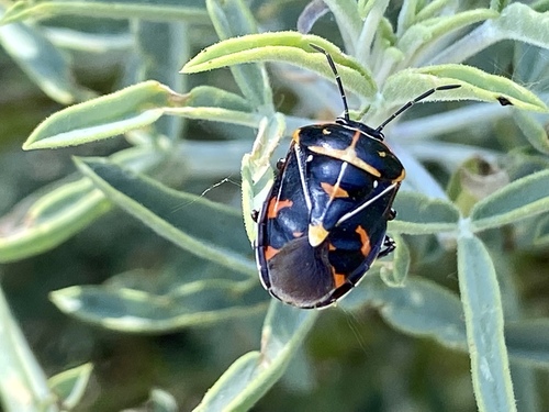 iNaturalist observation photo of Harlequin Bug