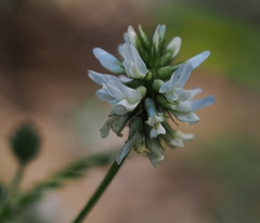 Astragalus agnicidus