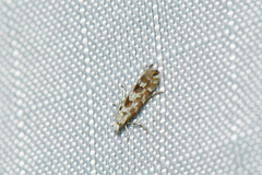 Phyllonorycter salicifoliella