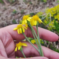 Tephroseris kirilowii