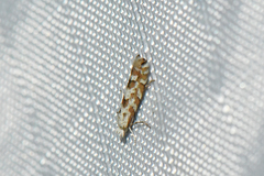 Phyllonorycter salicifoliella
