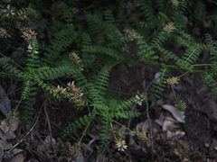 Astragalus agnicidus